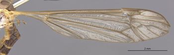 Media type: image;   Entomology 10300 Aspect: Wing front